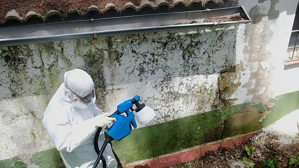Trusted Crawl Space Mold Removal service in Huntingdon, TN - Cheap Mold Removal